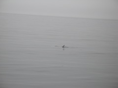 IMG_0084.JPG