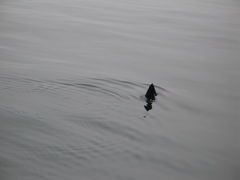 IMG_0087.JPG