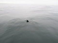 IMG_0088.JPG