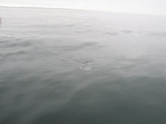 IMG_0089.JPG