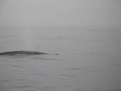 IMG_0113.JPG