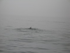 IMG_0171.JPG
