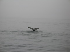 IMG_0173.JPG