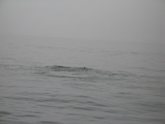 IMG_0174.JPG