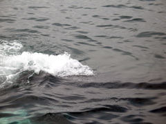IMG_0185.JPG